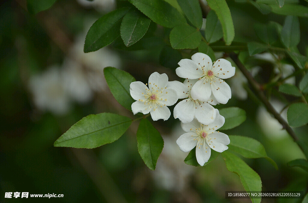 洁白七里香小花绽放绿叶间