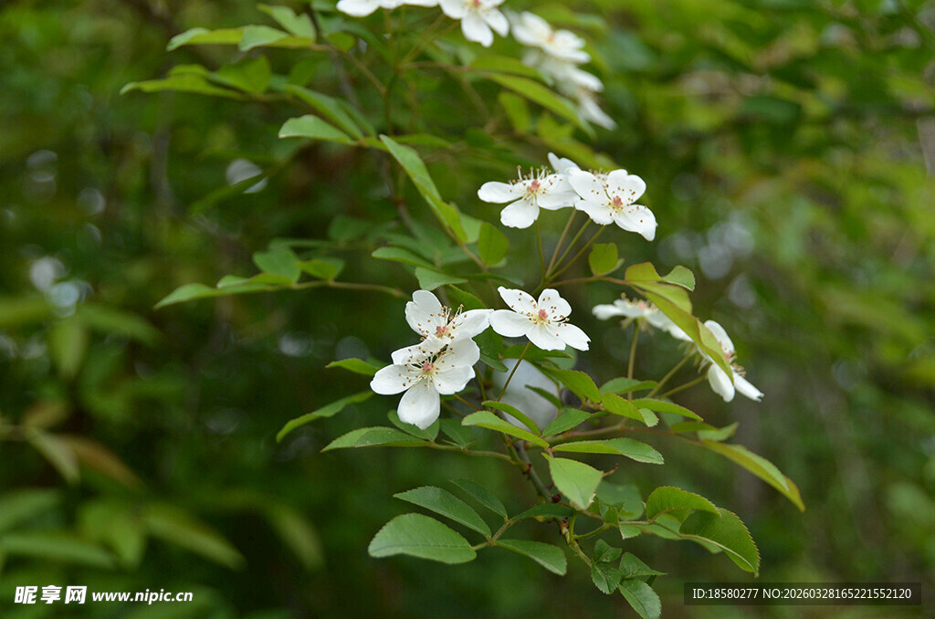 白色七里香小花绽放绿叶间