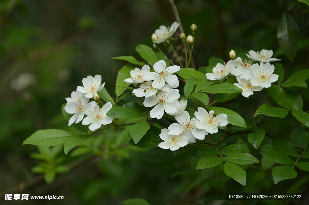 洁白七里香绽放绿叶间