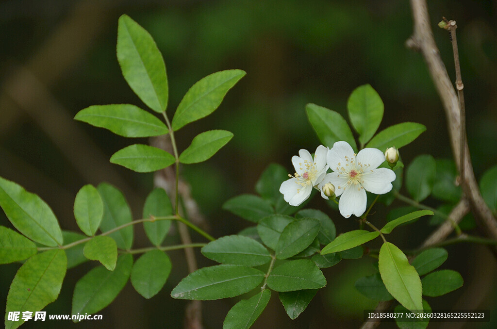 白色七里香小花绽放于绿叶间