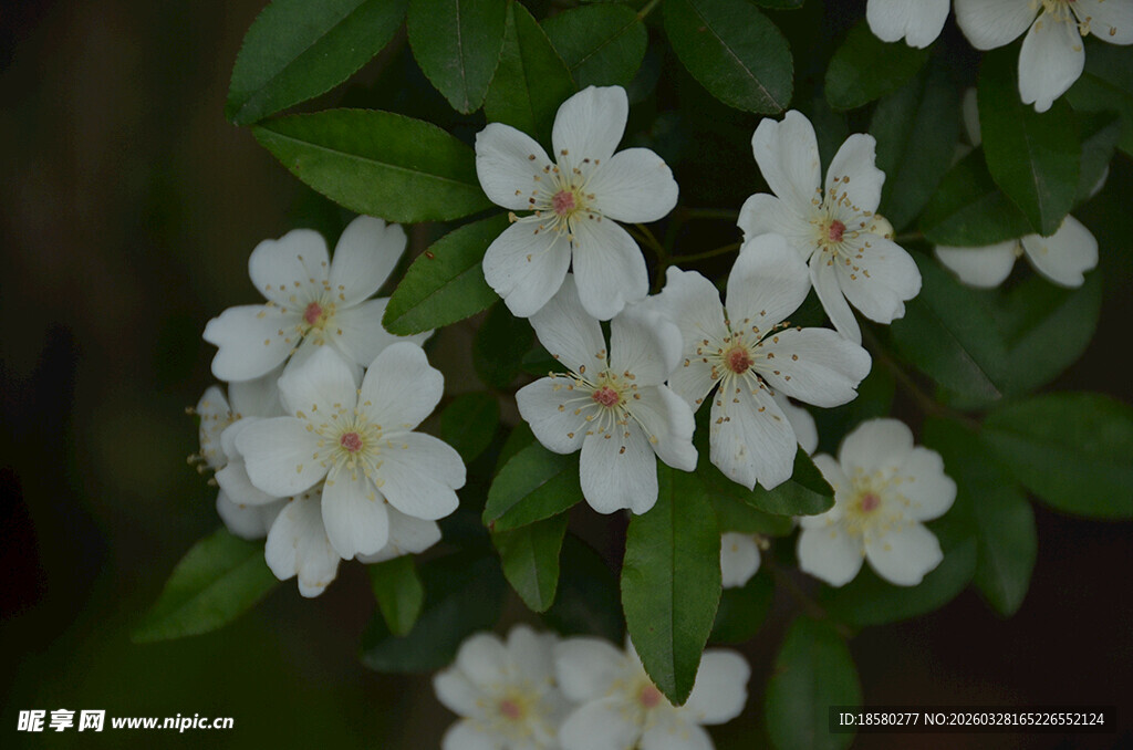 洁白绽放的清新茉莉花