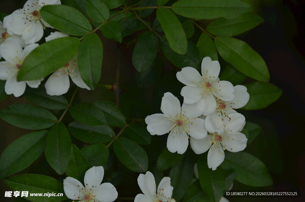 白色小花绽放绿叶间