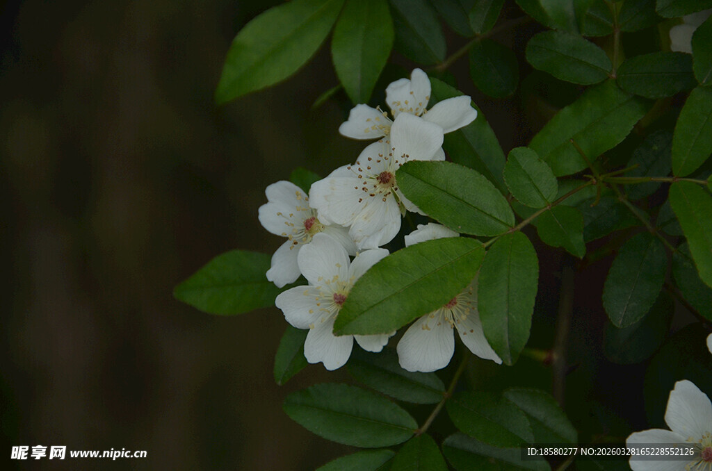 洁白小花绽于翠绿枝叶间