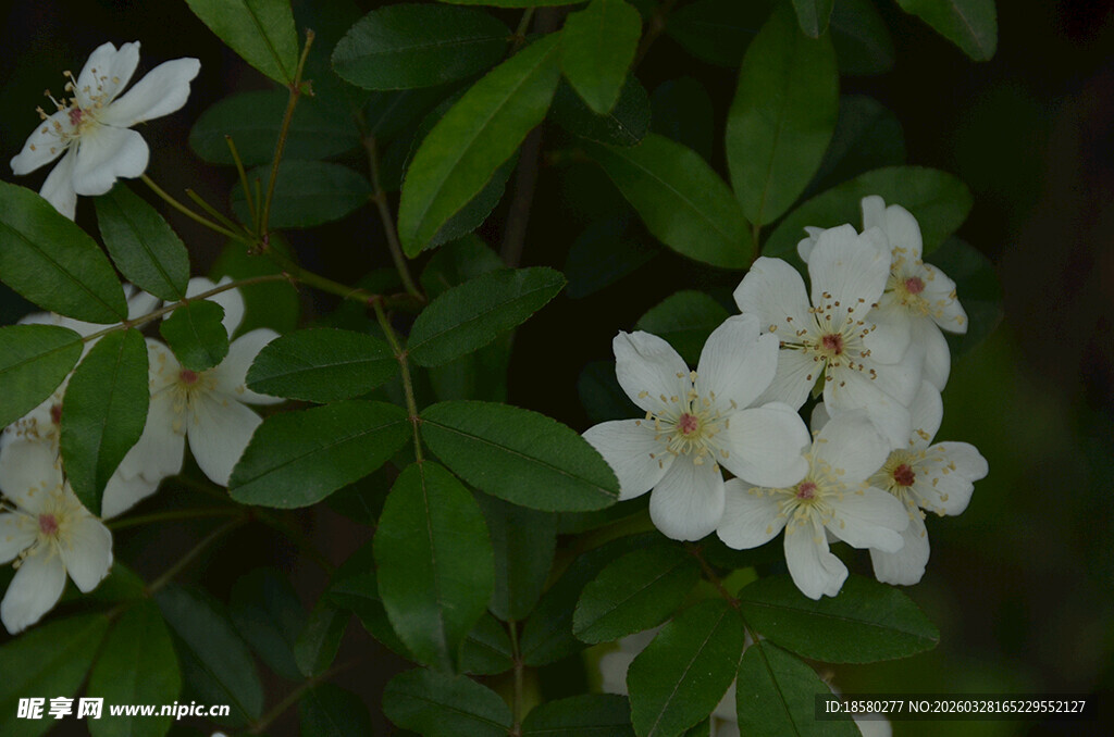 白色小花绽放绿叶间