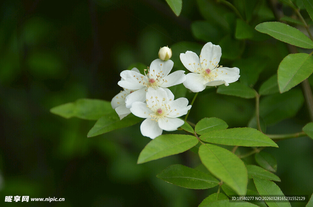 白色七里香绽放于绿叶间