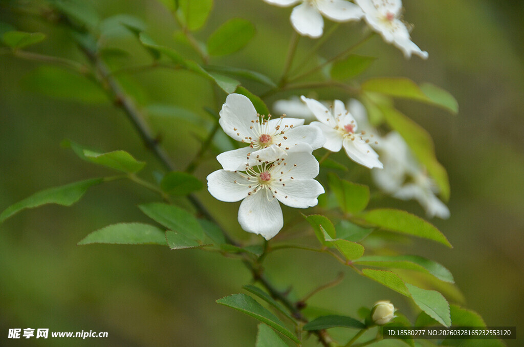 白色七里香绽放于绿叶间