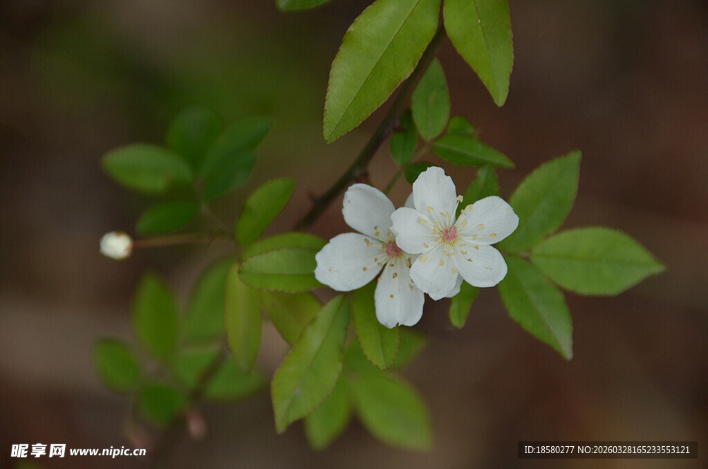 白色七里香绽放绿叶间