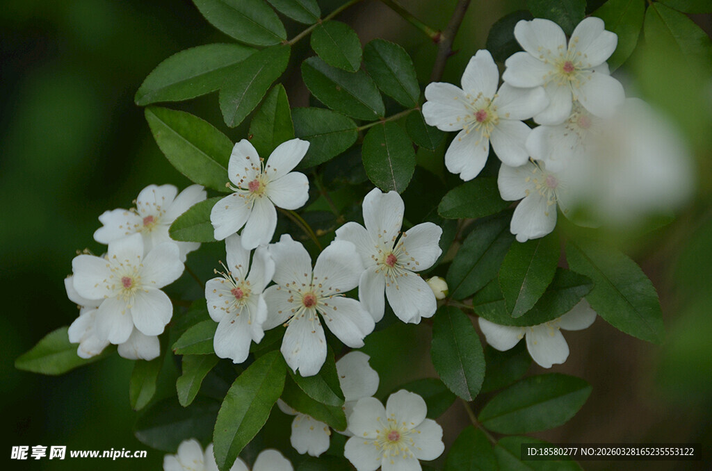洁白七里香绽放于绿叶间