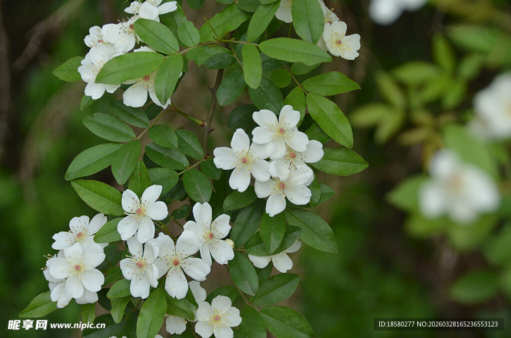 白色小花绽放绿叶间