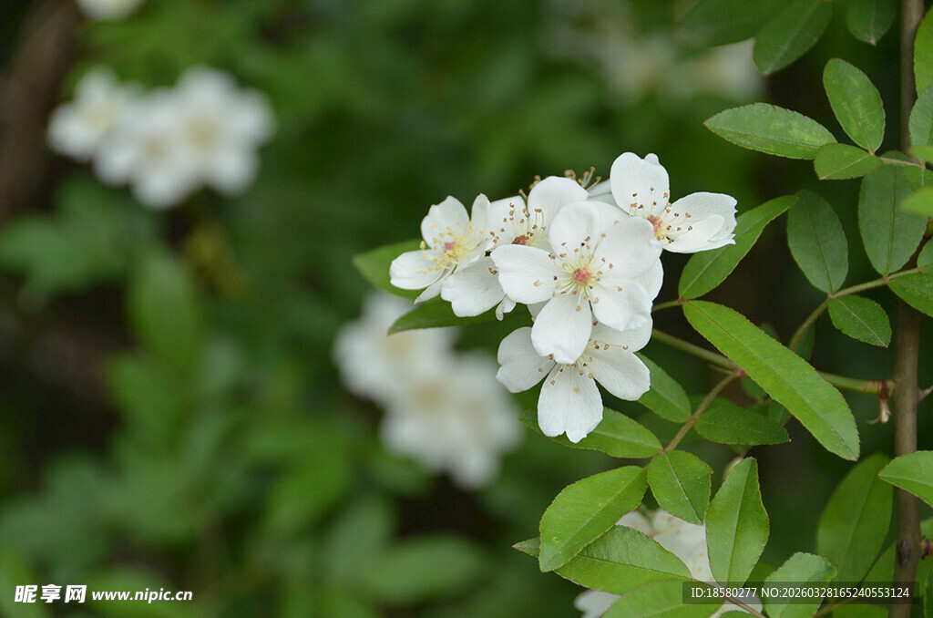 洁白七里香绽放绿叶间