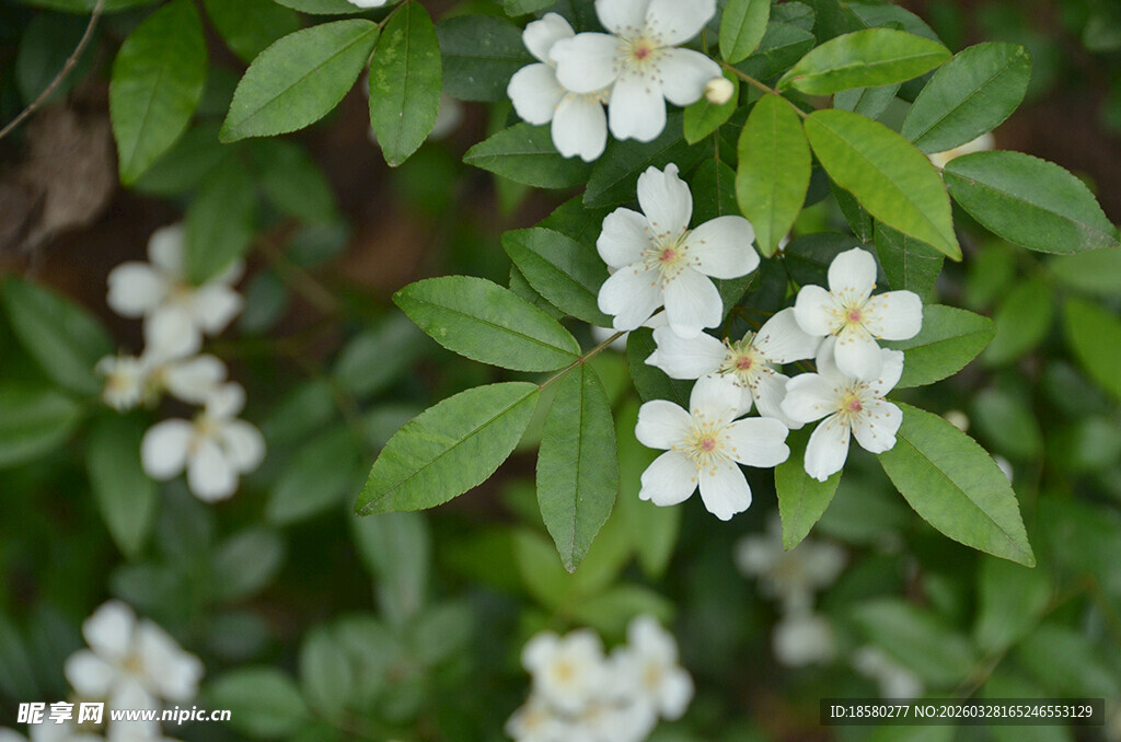 白色野蔷薇绽放绿叶间