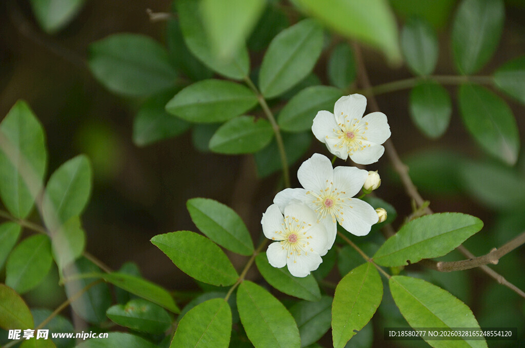白色小花绽放绿叶间
