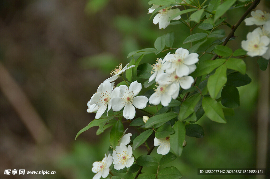 白色小花绽放于绿叶间
