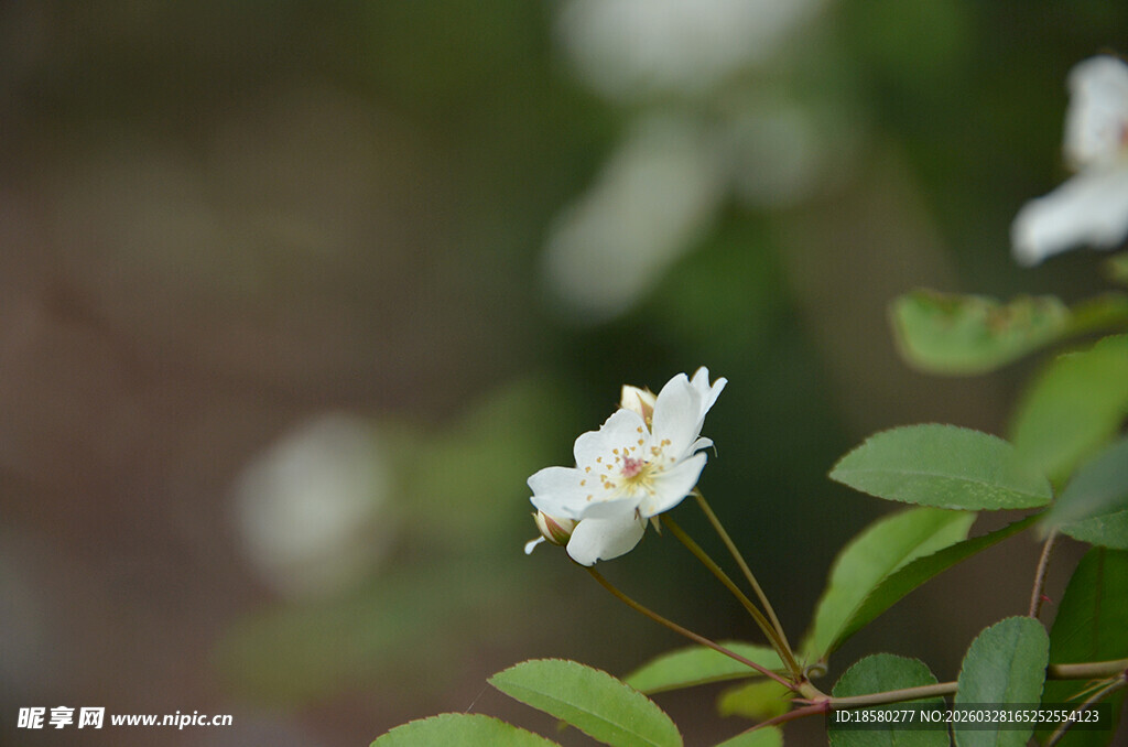 白色小花绽放绿叶间
