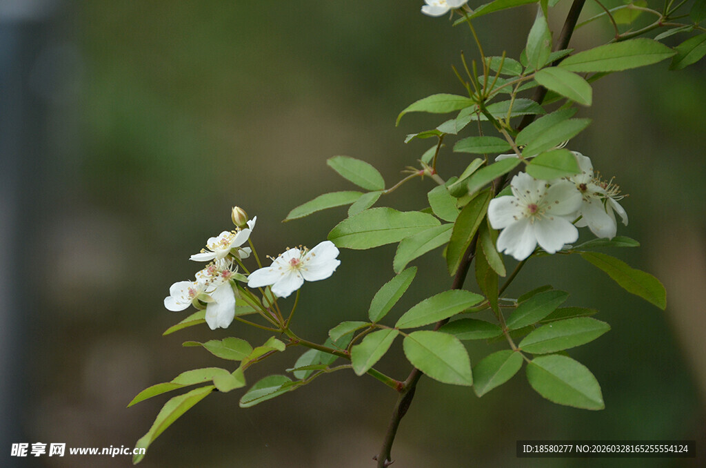 白色小花绽放于绿叶间