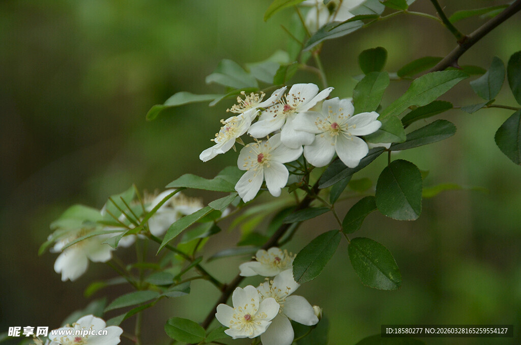 白色野蔷薇花枝特写