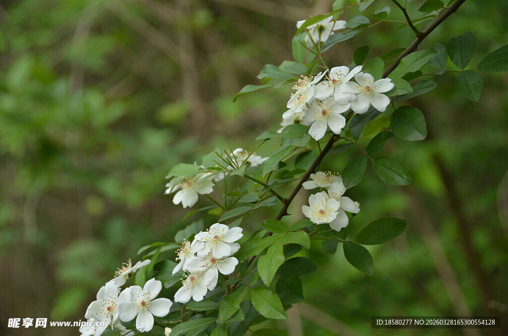 白色野蔷薇花枝绽放