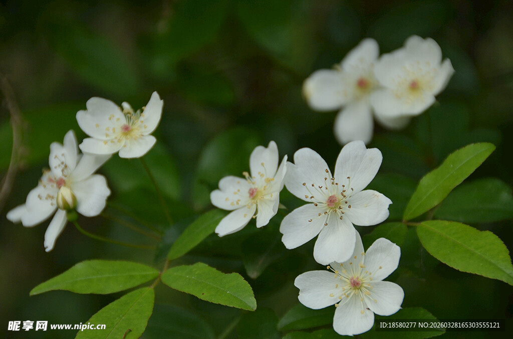 白色七里香小花绽放绿叶间