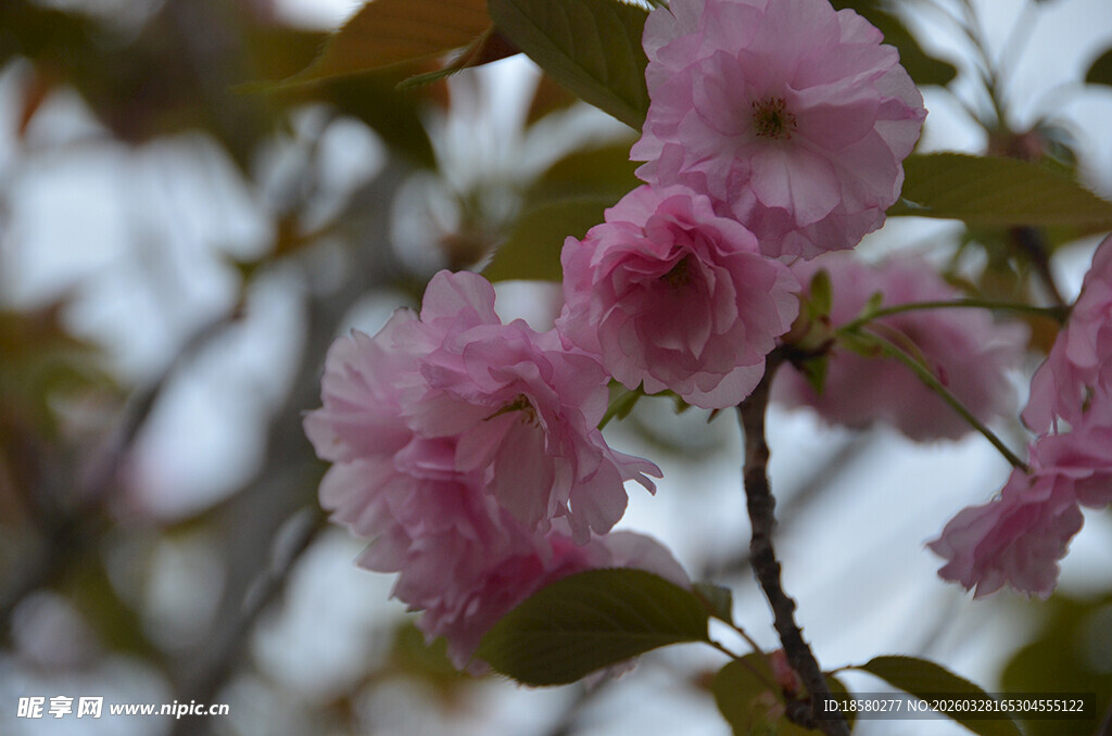 粉嫩樱花绽放枝头