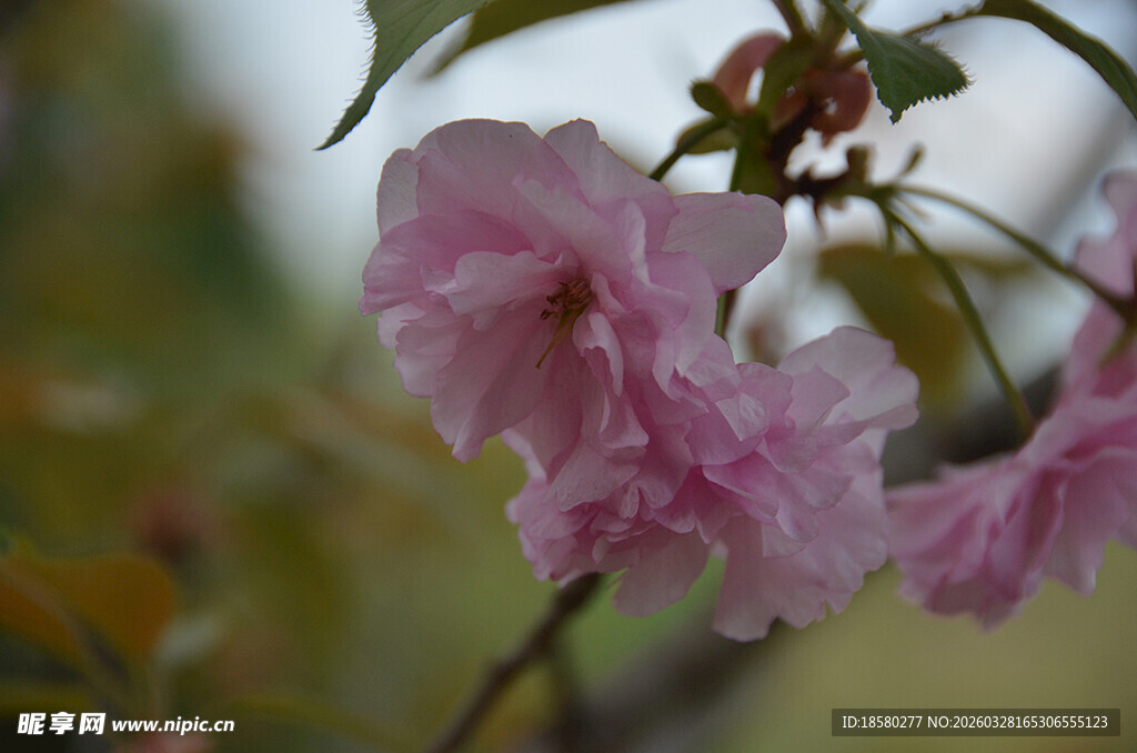 枝头绽放的粉嫩樱花