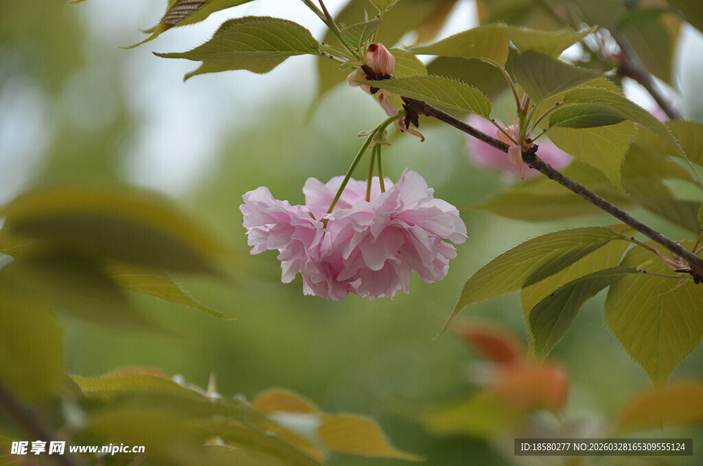 枝头绽放的粉嫩樱花