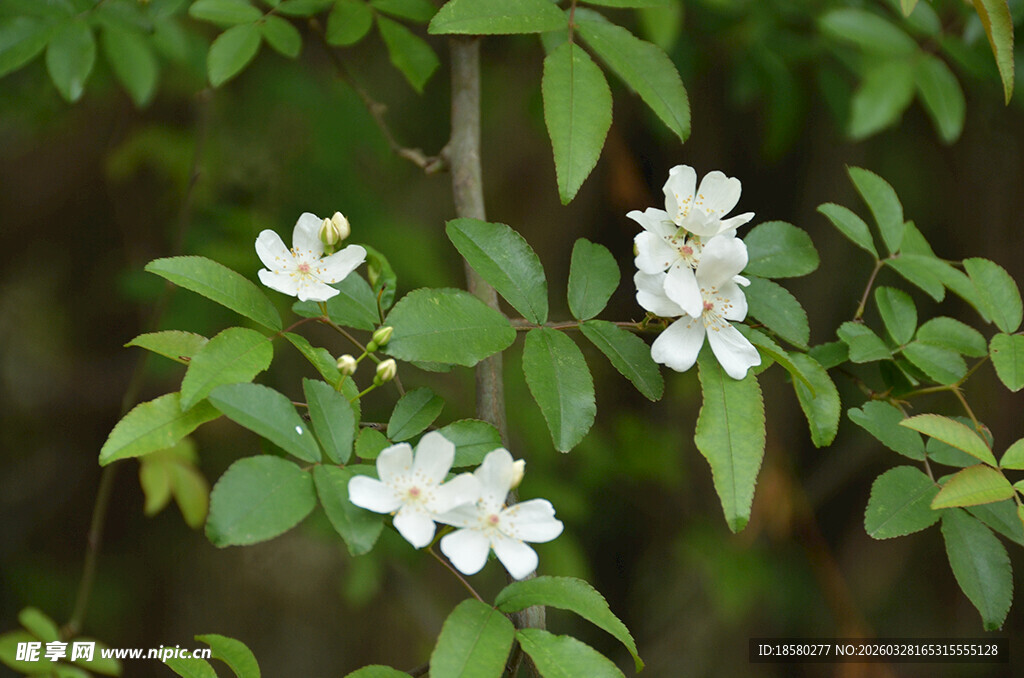 洁白七里香绽放绿叶间