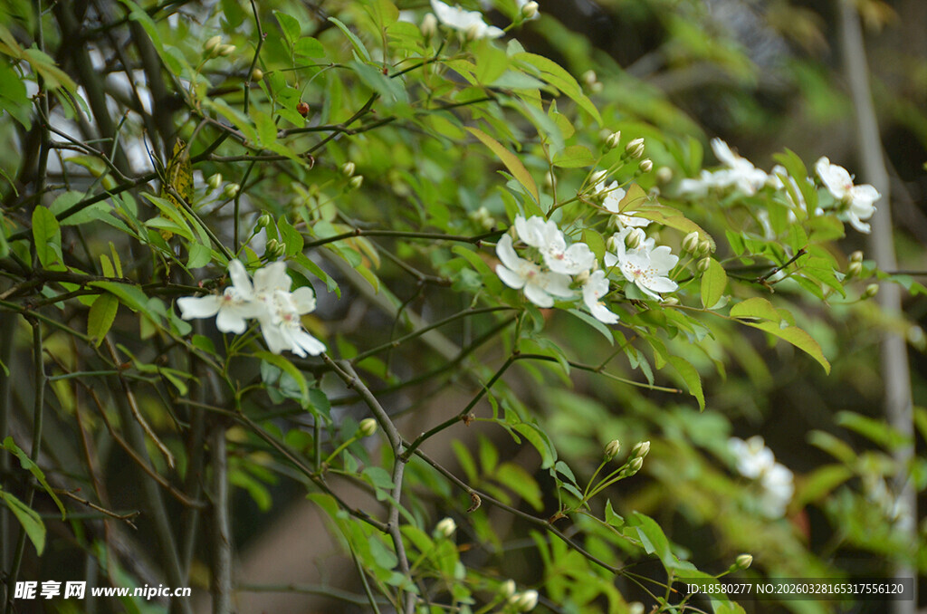 枝头绽放的白色清新七里香小花
