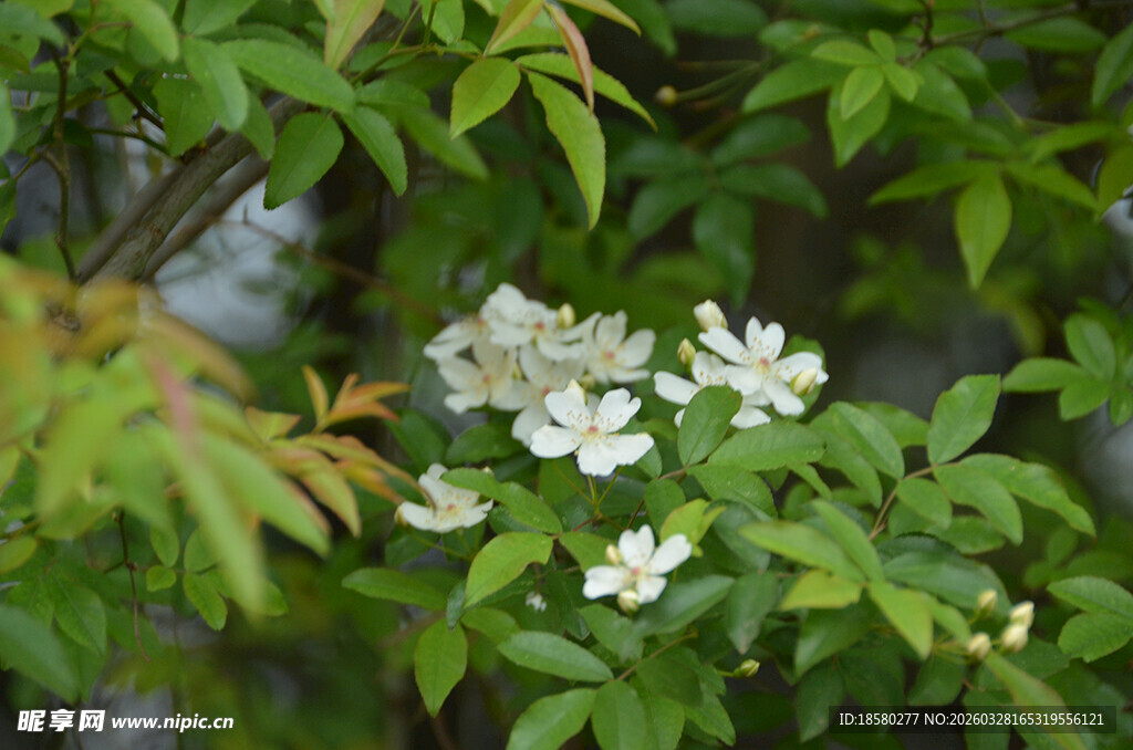 绿叶丛中的白色七里香小花