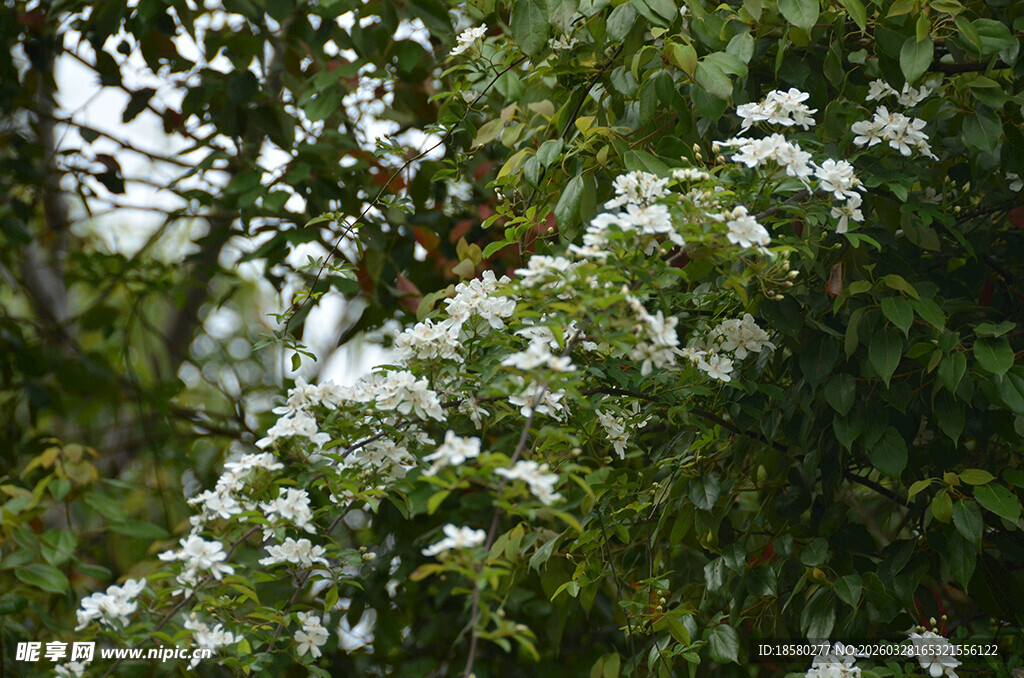 枝头绽放的白色七里香繁花