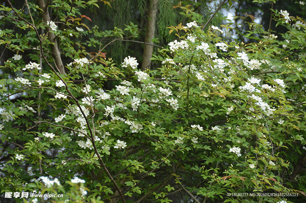 繁茂白蔷薇七里香花丛