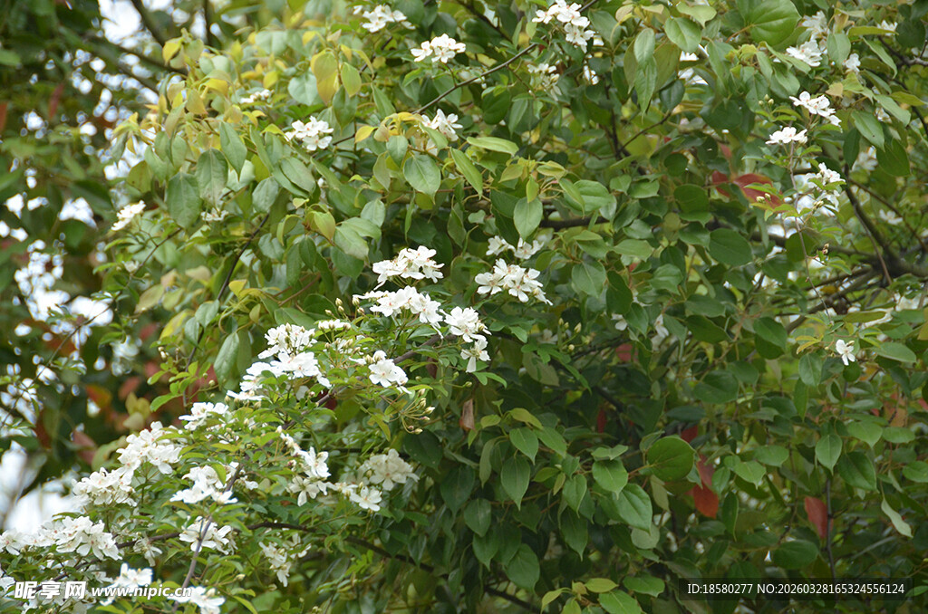 绿叶丛中绽放的白色七里香花朵