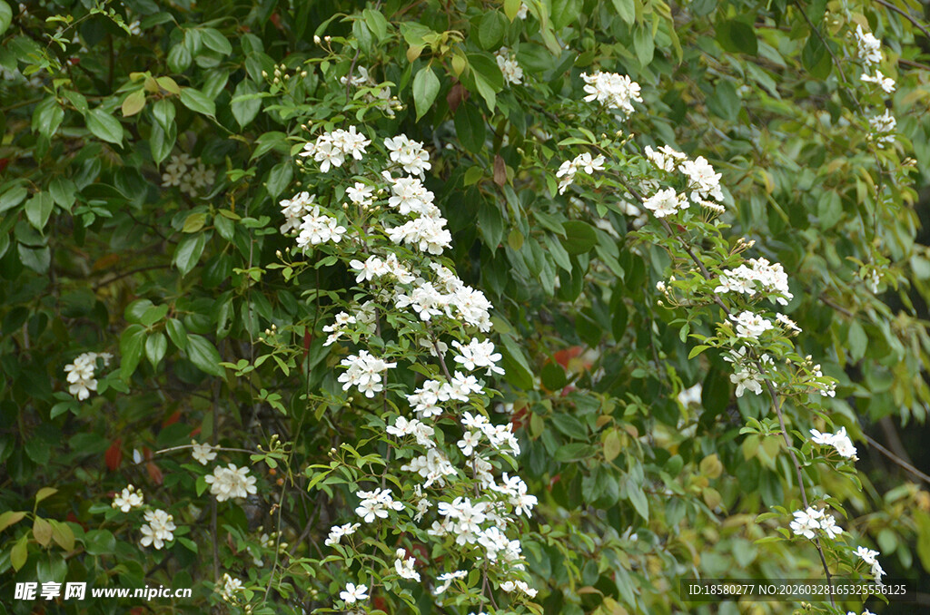 繁茂七里香白花点缀绿叶间