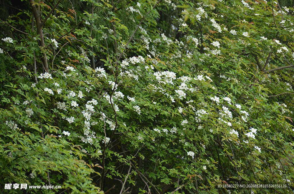 繁茂绿叶中的白色七里香小花