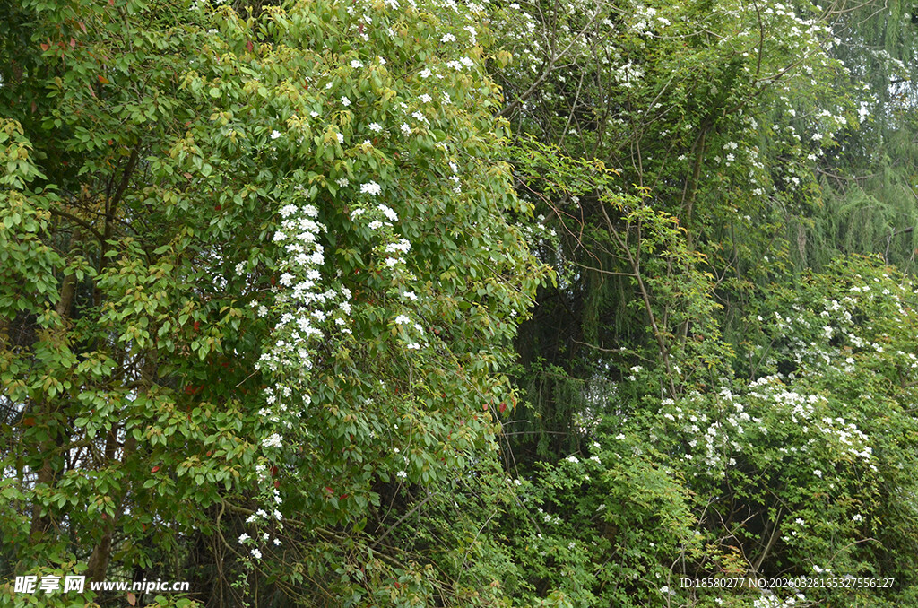 茂密葱郁的绿色七里香
