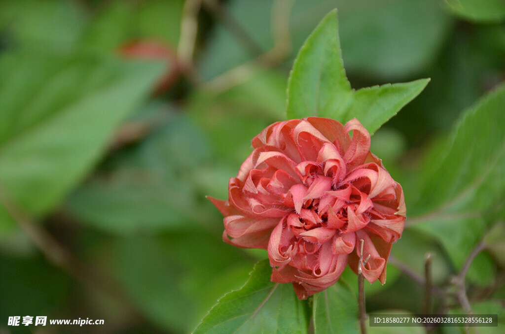 红荷大牡丹娇艳红花朵绽放绿叶间
