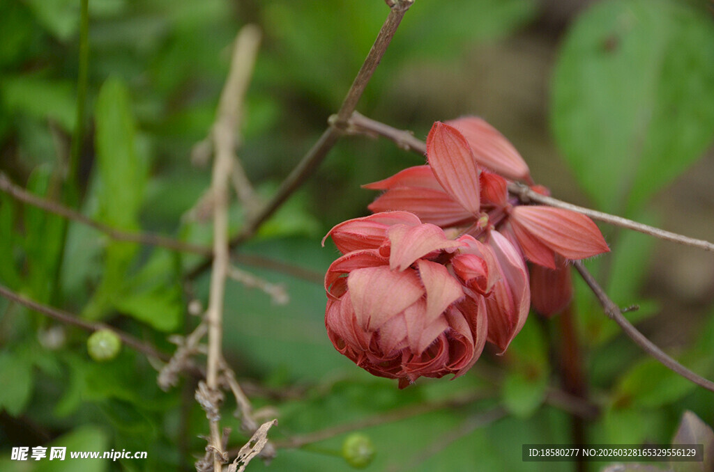 红荷大牡丹花朵特写