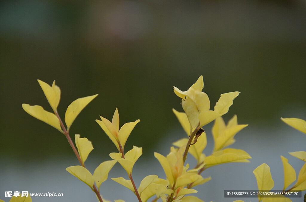 嫩黄新叶绽放生机