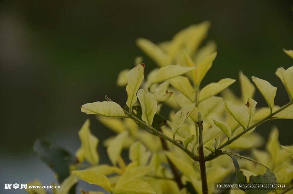 金黄叶片植物特写