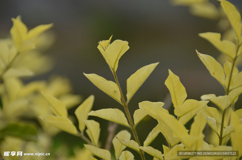嫩黄叶片特写