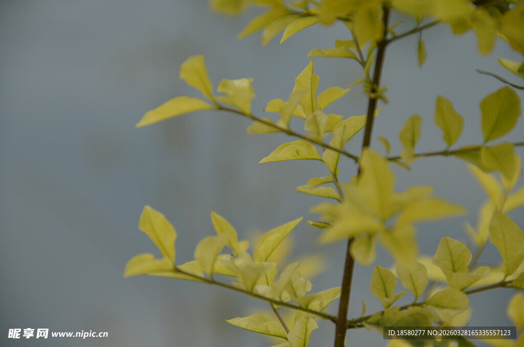 嫩黄枝叶特写