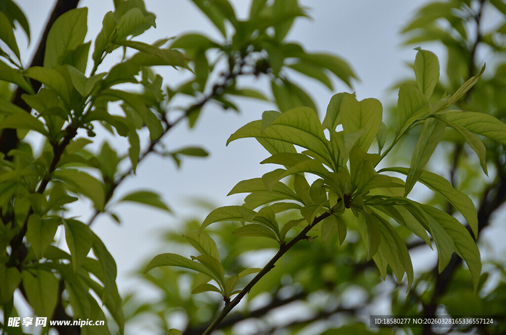 嫩绿树叶在枝头舒展