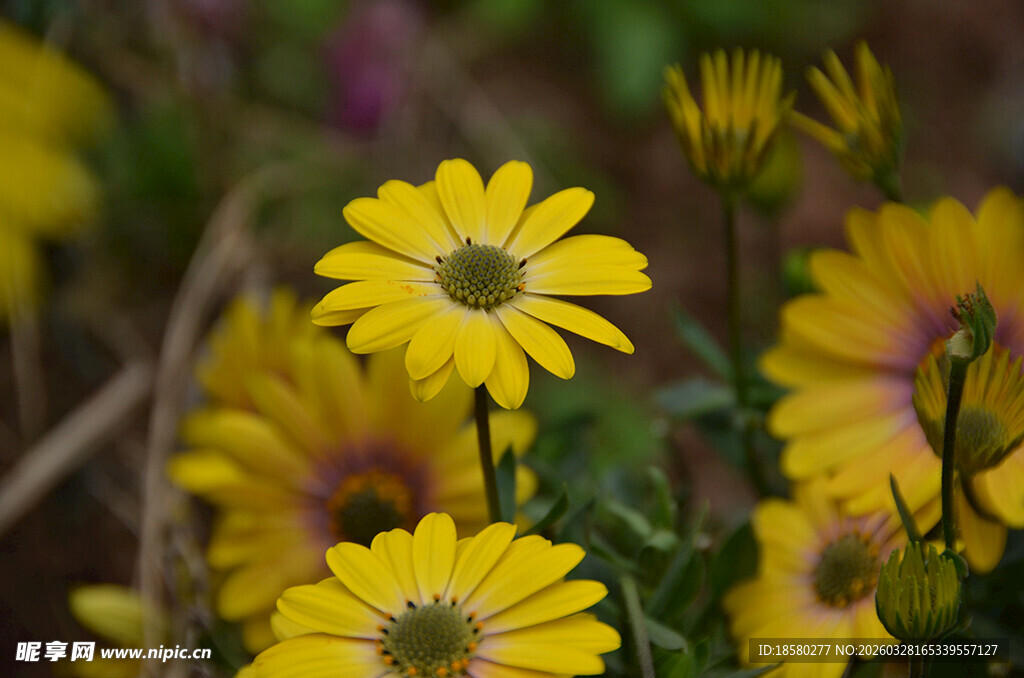 黄色雏菊绽放的美丽瞬间