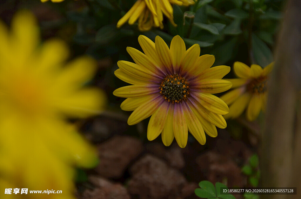 黄色菊花蓝目菊绽放