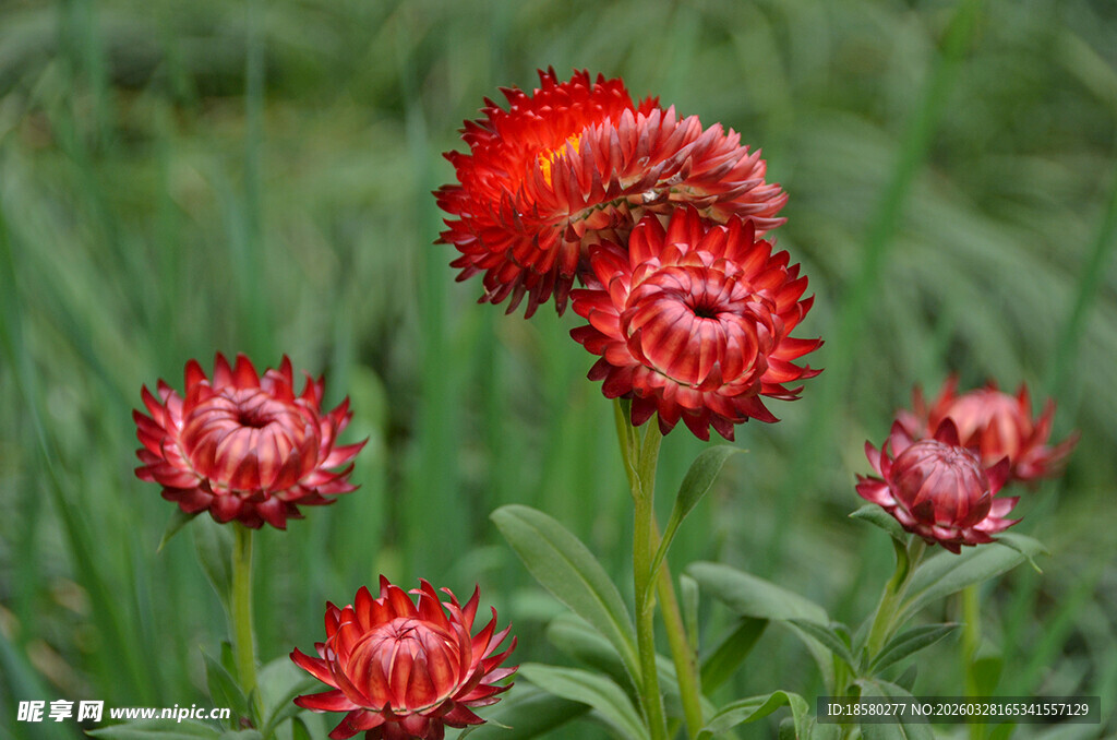 鲜艳红花绽放于绿野间