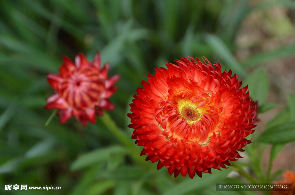 鲜艳红色麦秆菊特写