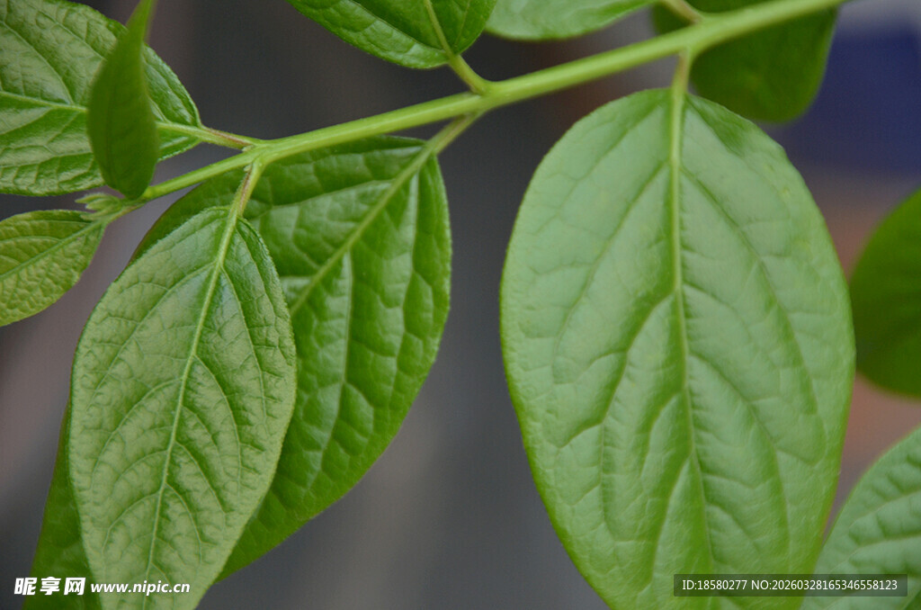 嫩绿叶片特写