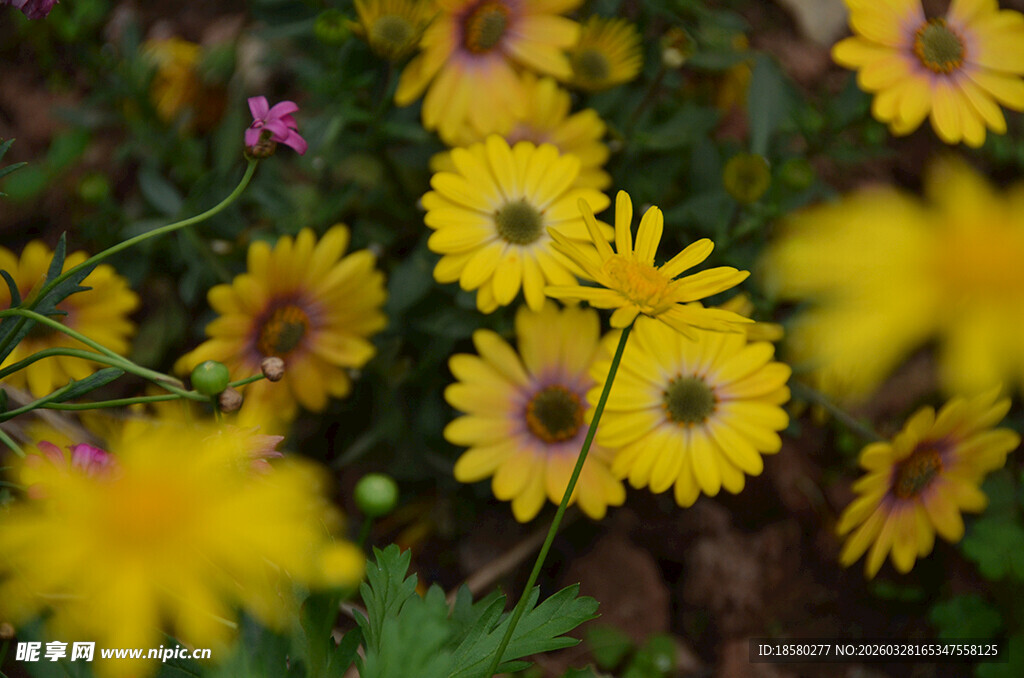 黄色小花蓝目菊绽放于草丛间