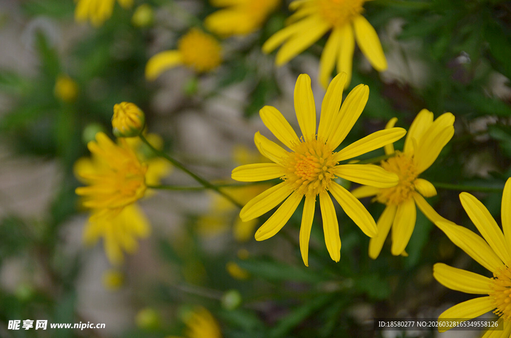 黄色小花绽放生机