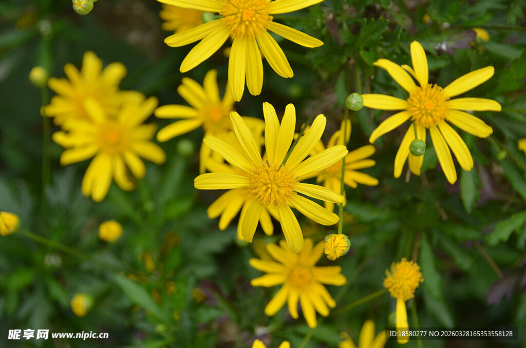 黄色小菊花绽放