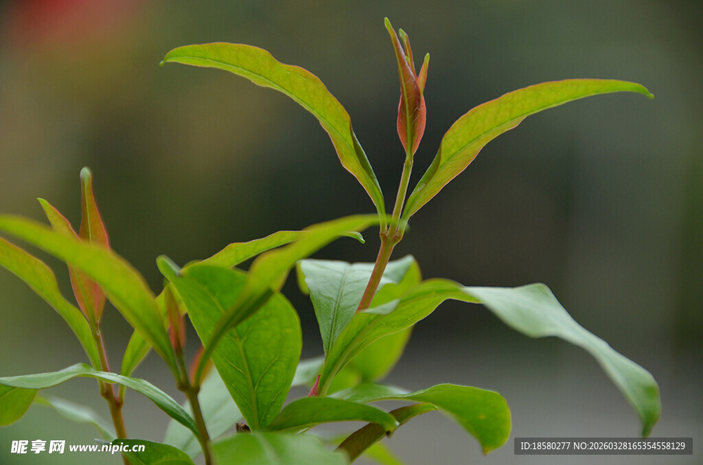 嫩绿新叶植物特写
